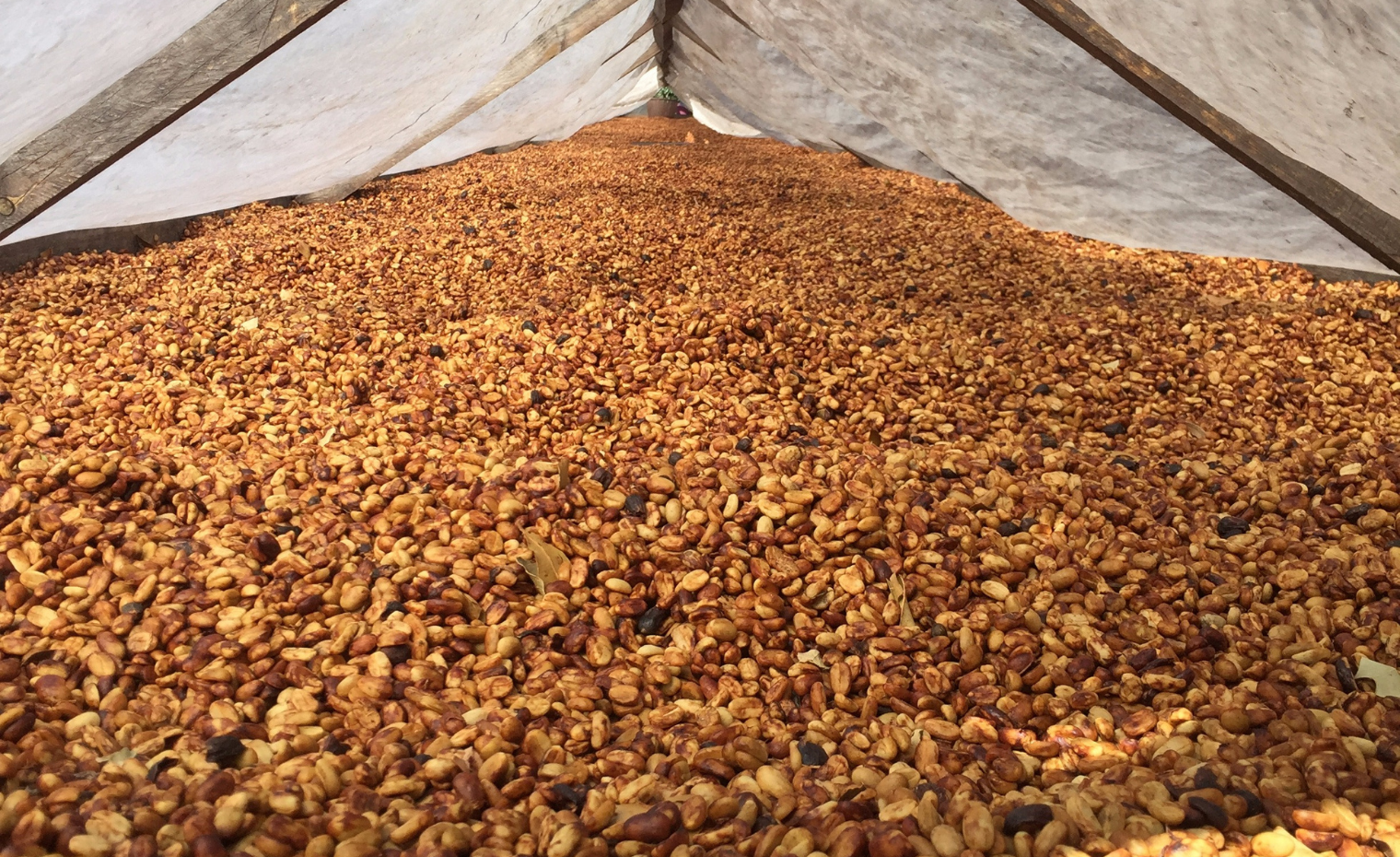 Extract Coffee Roasters Honey Process Coffee Finca Santa Teresa Panama Extract Coffee Roasters Honey Process Coffee Finca Santa Teresa Panama