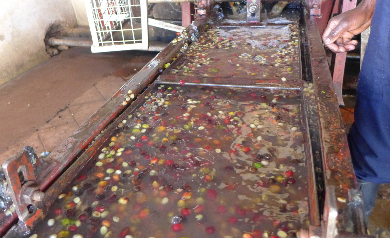 Extract Coffee Roasters - Mutira Cooperative Kenya - Coffee Floatation Tank Extract Coffee Roasters - Mutira Cooperative Kenya - Coffee Floatation Tank