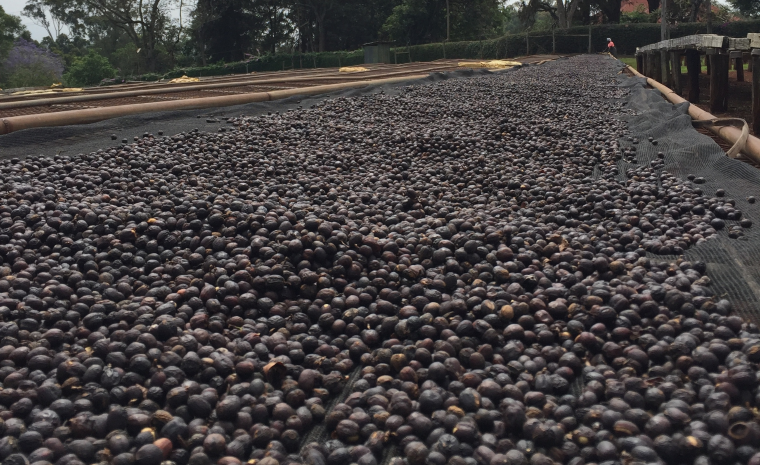 Extract Coffee Roasters Natural Coffee Raised BedsChania Estate Kenya Extract Coffee Roasters Natural Coffee Raised BedsChania Estate Kenya