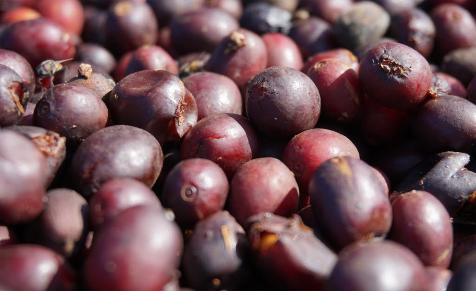 Extract Coffee Roasters Natural Process Coffee Finca Santa Petrona El Salvador Extract Coffee Roasters Natural Process Coffee Finca Santa Petrona El Salvador