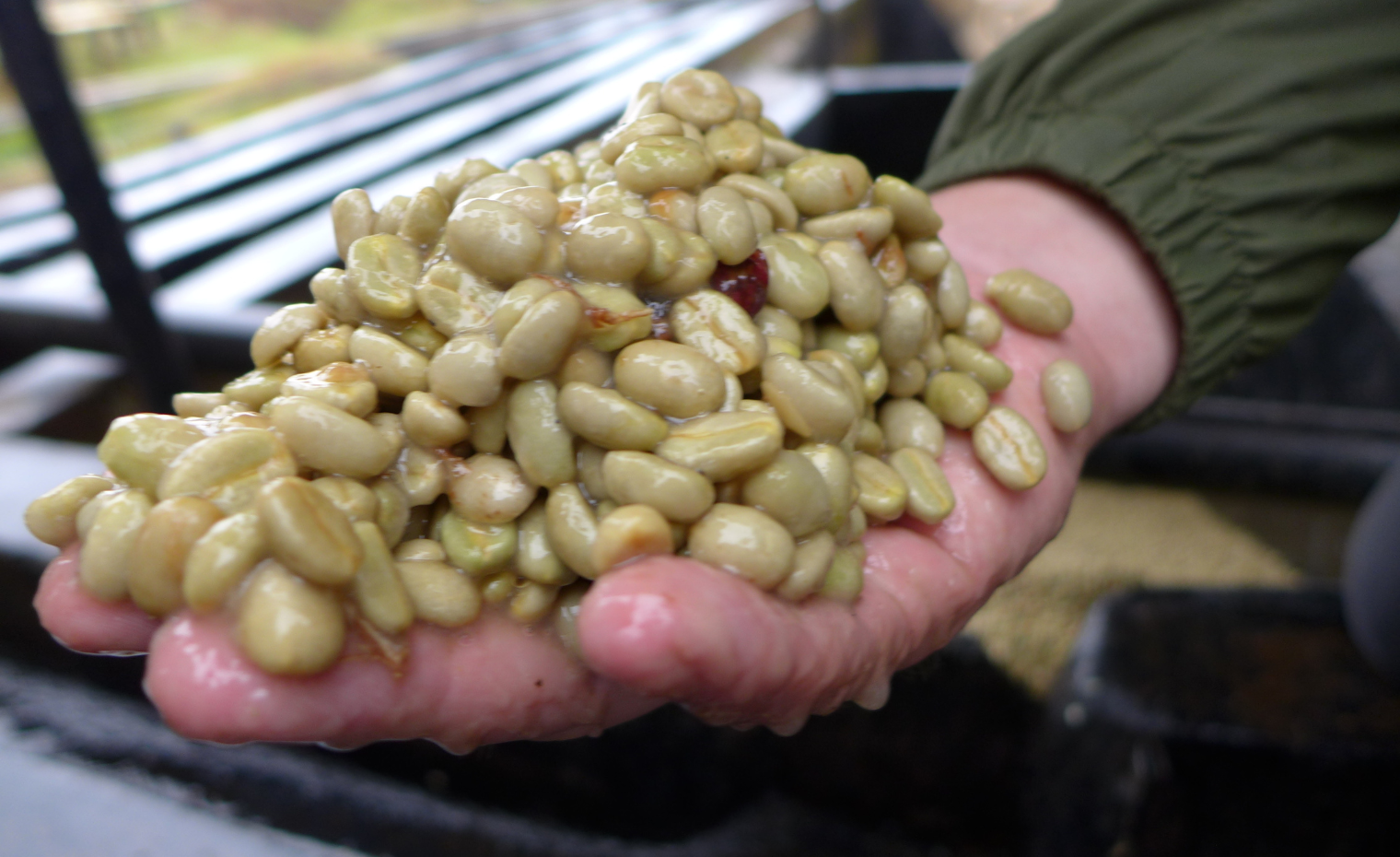 Extract Coffee Roasters Washed Coffee Chania Estate Kenya Extract Coffee Roasters Washed Coffee Chania Estate Kenya
